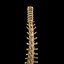 spine anatomy skull spinal column model
