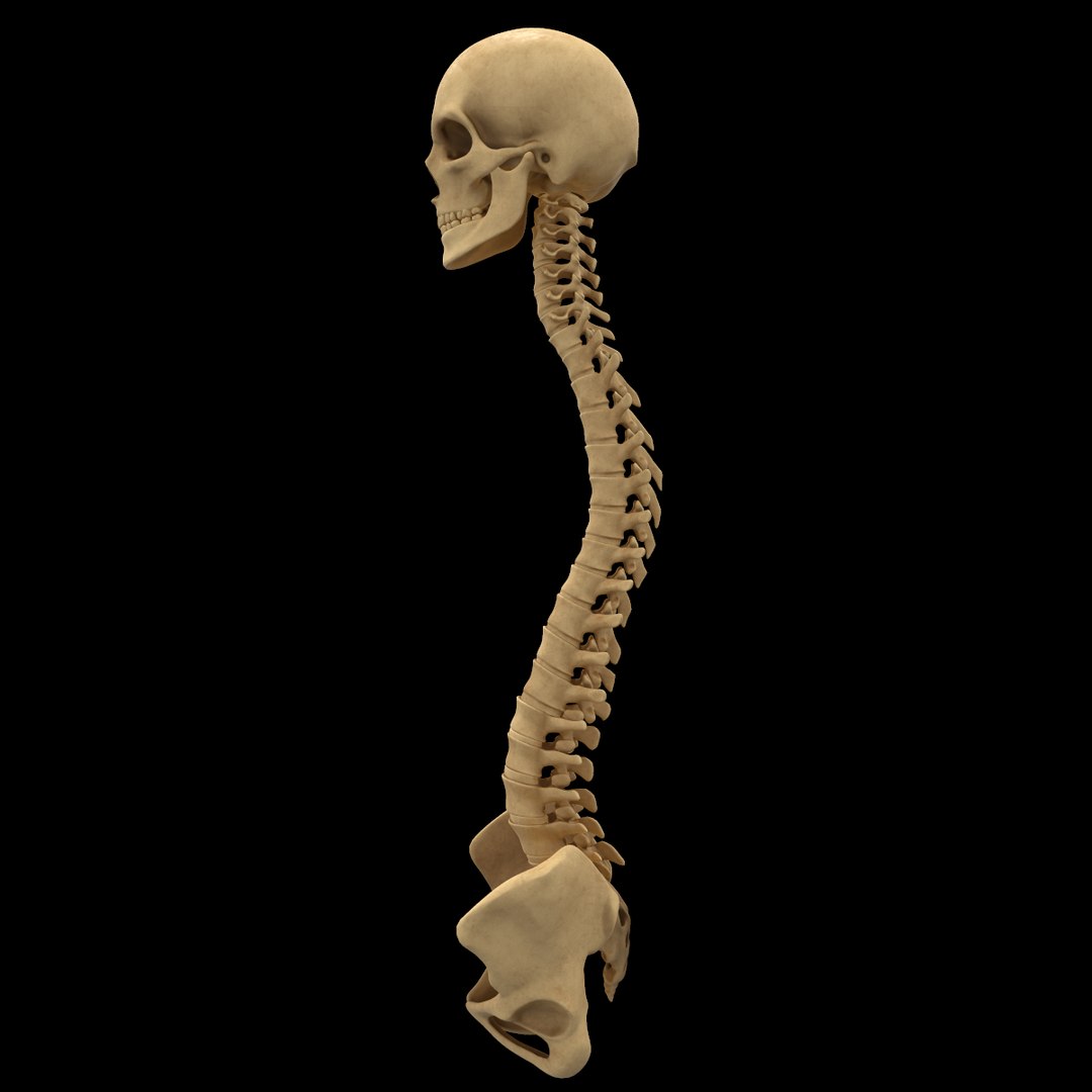 spine anatomy skull spinal column model https://p.turbosquid.com/ts-thumb/st/3ZWBIG/EFLm44Ft/12/png/1555518649/1920x1080/fit_q87/2dcb280068bc82c9c799612a0c783f0fb17da6c9/12.jpg
