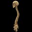 spine anatomy skull spinal column model