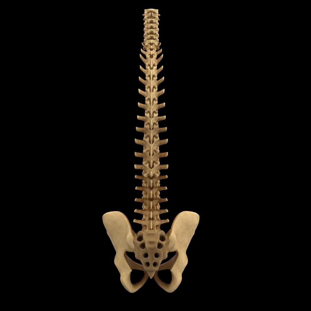 spine anatomy skull spinal column model https://p.turbosquid.com/ts-thumb/st/3ZWBIG/IrGnE4LL/212/png/1555518650/1920x1080/fit_q87/f1220f788d5bf271d213e7fb8cfade9dfcb03284/212.jpg