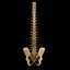 spine anatomy skull spinal column model