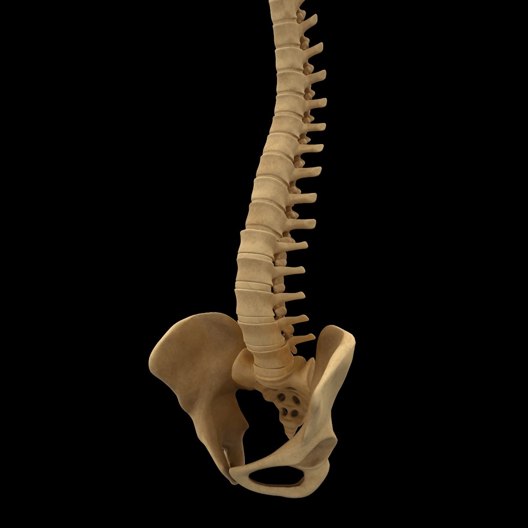 spine anatomy skull spinal column model https://p.turbosquid.com/ts-thumb/st/3ZWBIG/LD8bFykf/19/png/1555518649/1920x1080/fit_q87/bc39aea033a0a8a5a1993a042f14cb6e887c0586/19.jpg