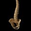 spine anatomy skull spinal column model