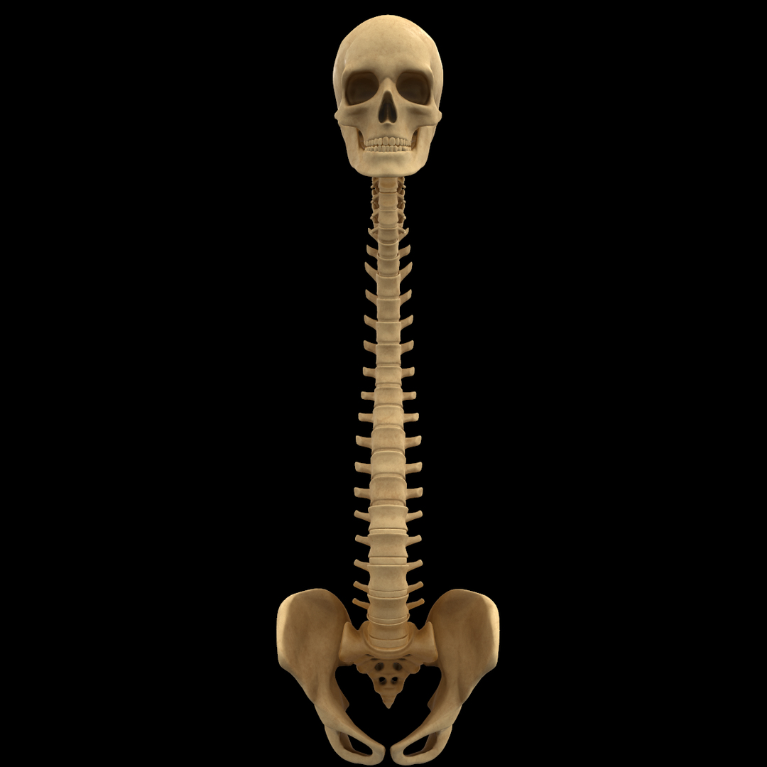spine anatomy skull spinal column model https://p.turbosquid.com/ts-thumb/st/3ZWBIG/Ncb8R2XM/1/png/1555518737/1920x1080/turn_fit_q99/560e94882e832ded587e355c59c2e4b95a220e19/1-1.jpg