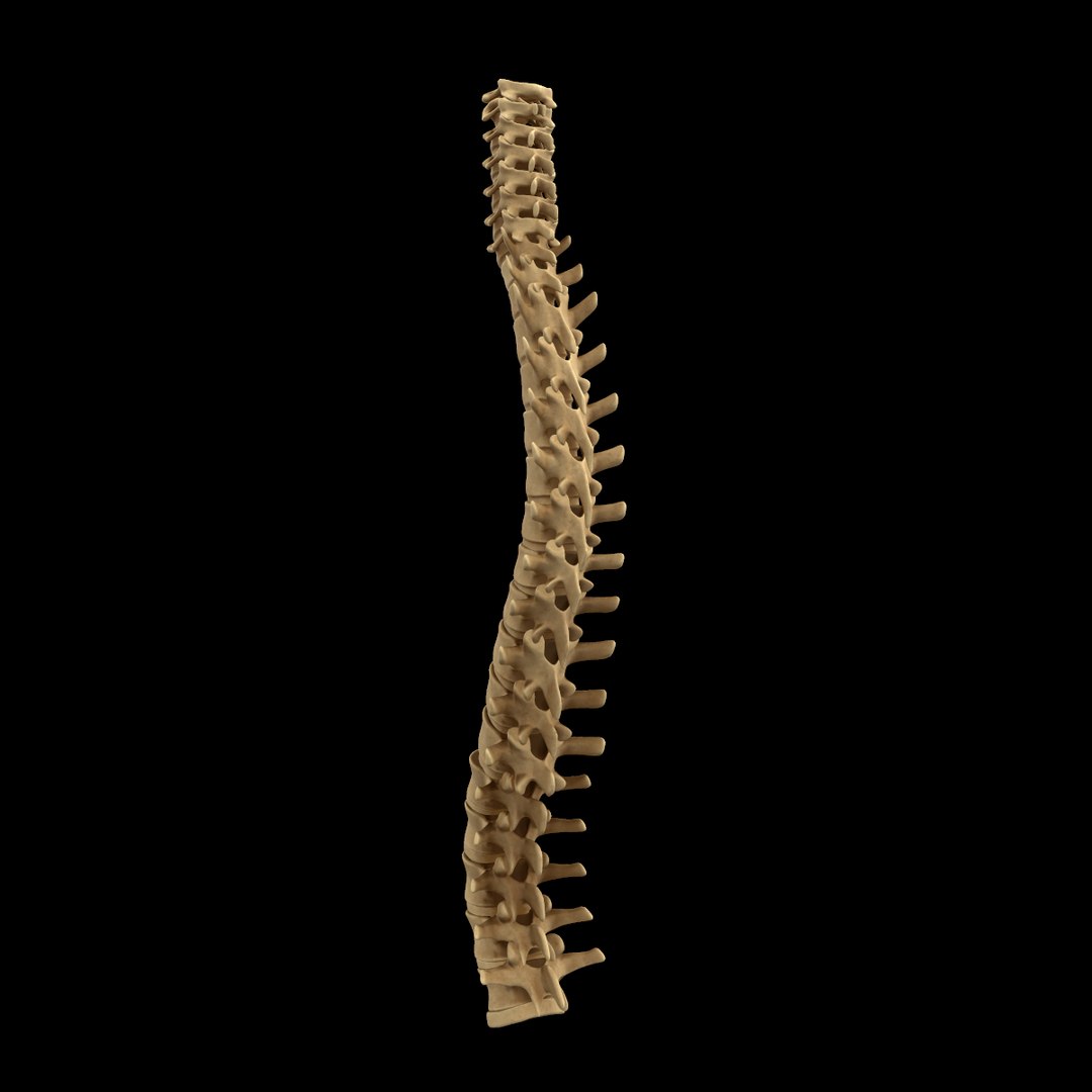 spine anatomy skull spinal column model https://p.turbosquid.com/ts-thumb/st/3ZWBIG/OjBa3euC/227/png/1555518650/1920x1080/fit_q87/bb54078ea6f9b958f967b1832986895adc746ad2/227.jpg
