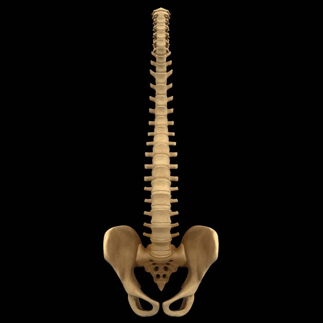 spine anatomy skull spinal column model https://p.turbosquid.com/ts-thumb/st/3ZWBIG/RQ1P73dj/27/png/1555518649/1920x1080/fit_q87/23711fcb866226e0c08b7cfc8b5022d685908aa1/27.jpg