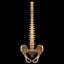 spine anatomy skull spinal column model