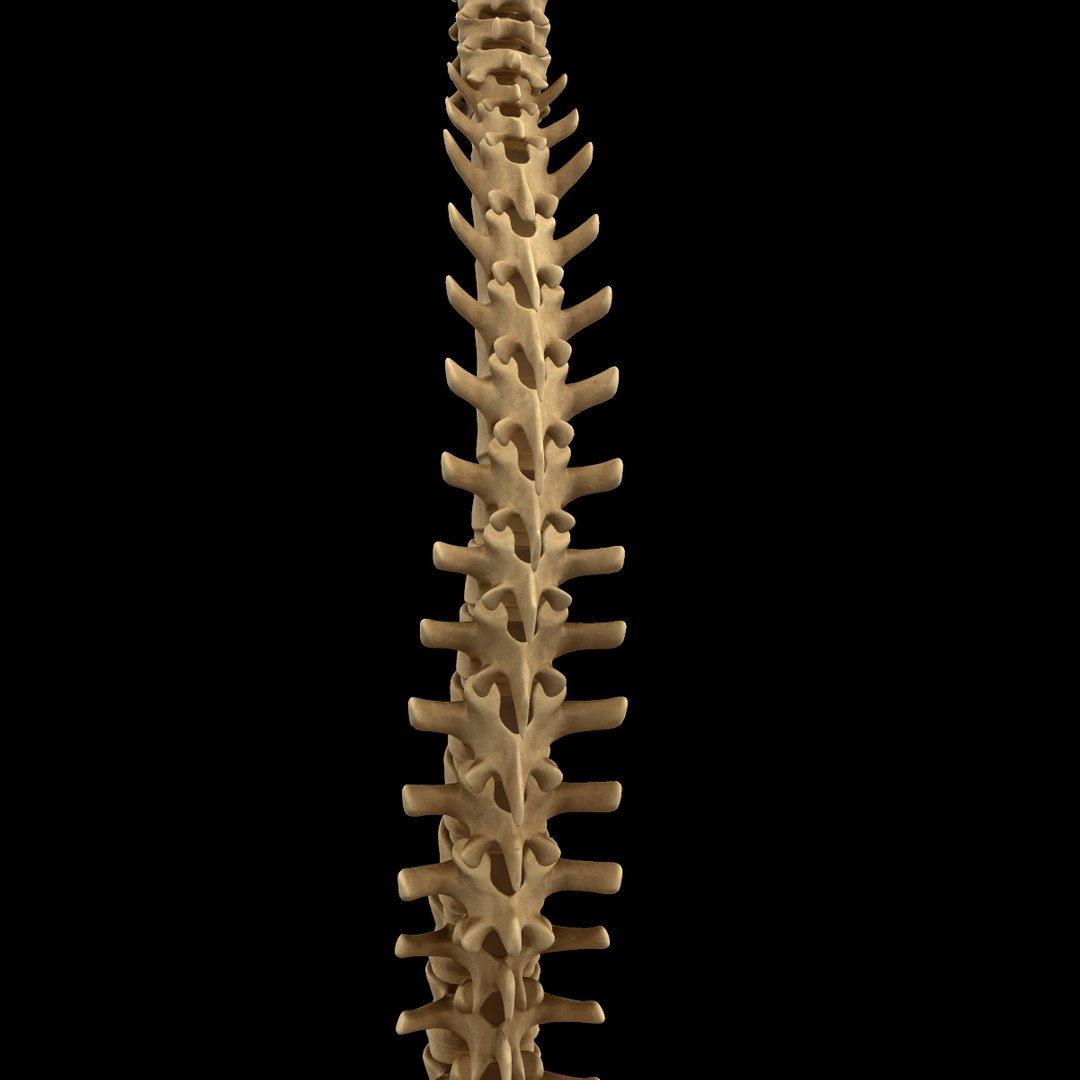 spine anatomy skull spinal column model https://p.turbosquid.com/ts-thumb/st/3ZWBIG/SE6yNny9/222/png/1555518650/1920x1080/fit_q87/5d8d7c022f614637b59cf04896f3afc02f73c88c/222.jpg