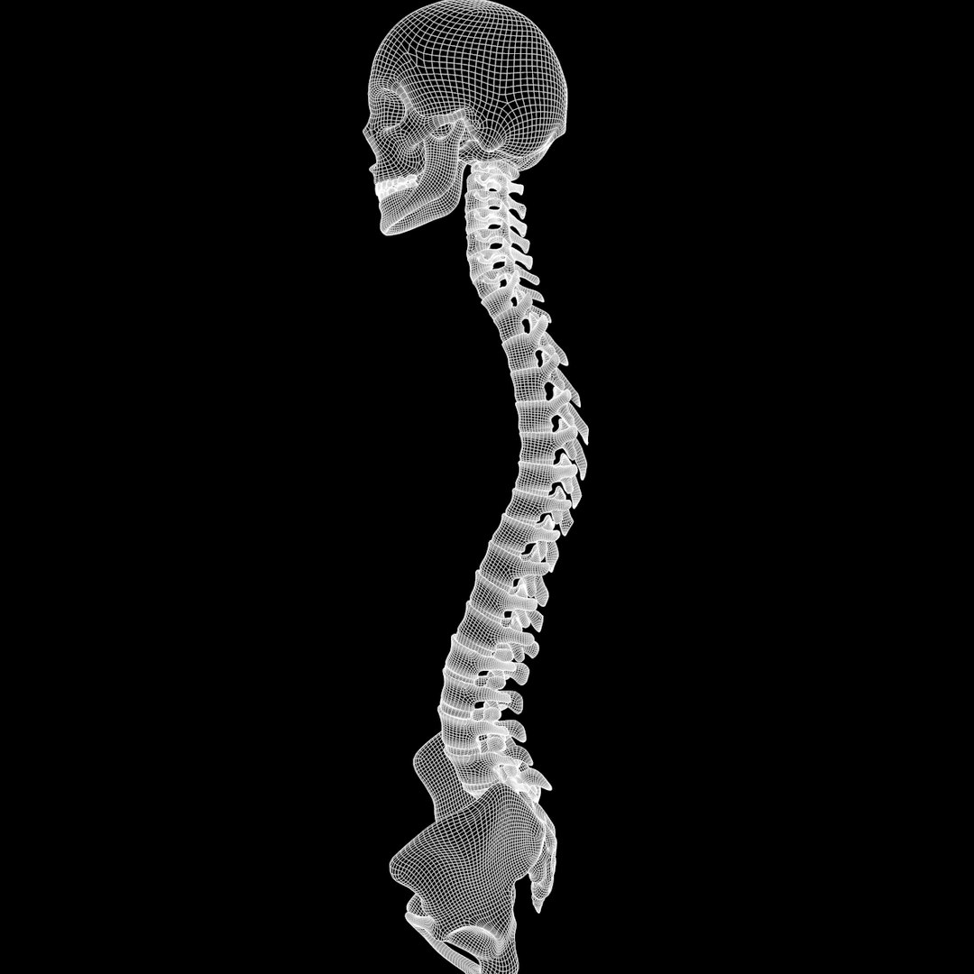 spine anatomy skull spinal column model https://p.turbosquid.com/ts-thumb/st/3ZWBIG/TVEWrwl7/2222/png/1555519246/1920x1080/fit_q87/68f603ef333b4fa6f6f98760b0b22c8862324f61/2222.jpg