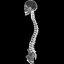 spine anatomy skull spinal column model
