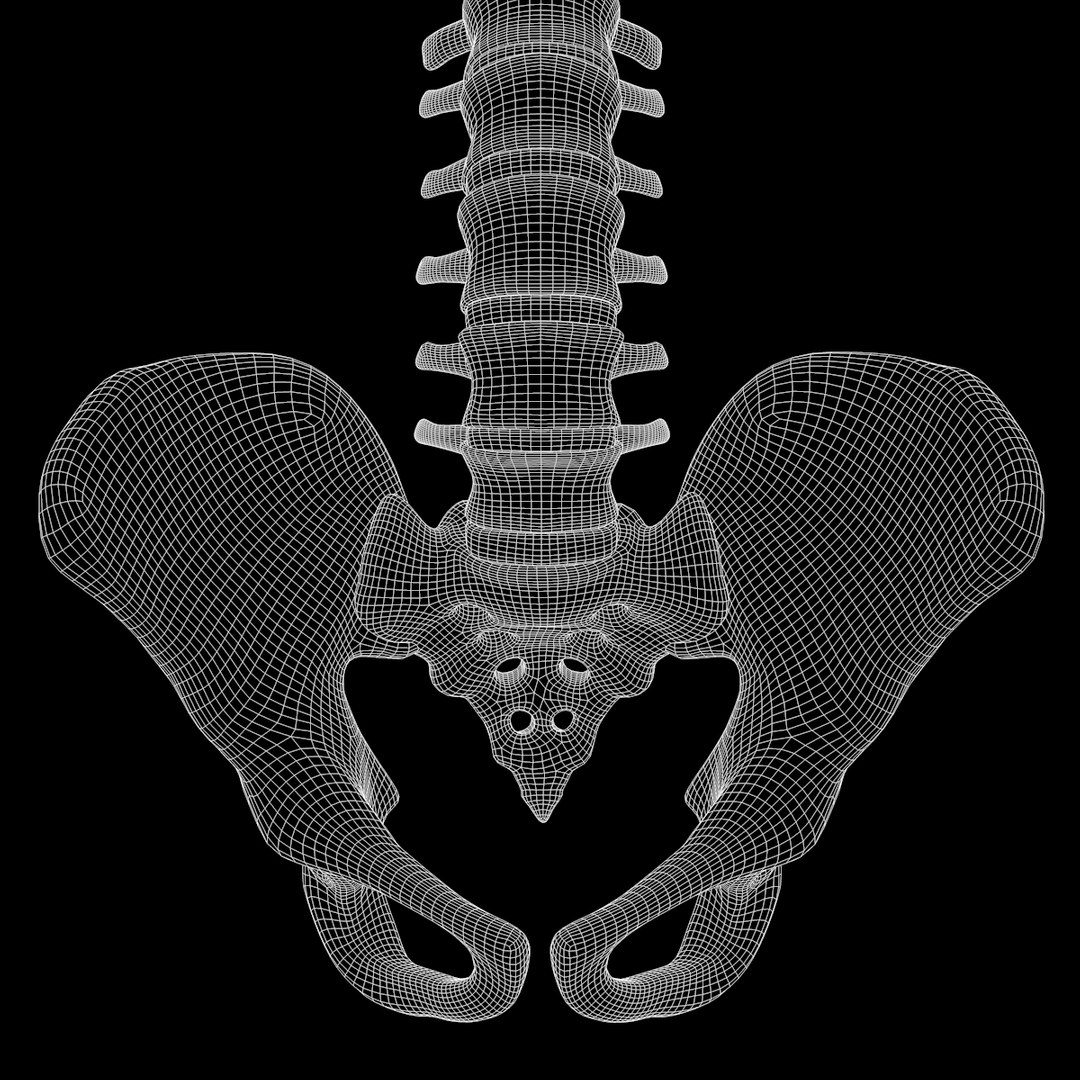 spine anatomy skull spinal column model https://p.turbosquid.com/ts-thumb/st/3ZWBIG/ThwoKmK5/232/png/1555518650/1920x1080/fit_q87/0ef54e008c29cca26faeee9f0b9fb150046ead7d/232.jpg