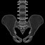 spine anatomy skull spinal column model