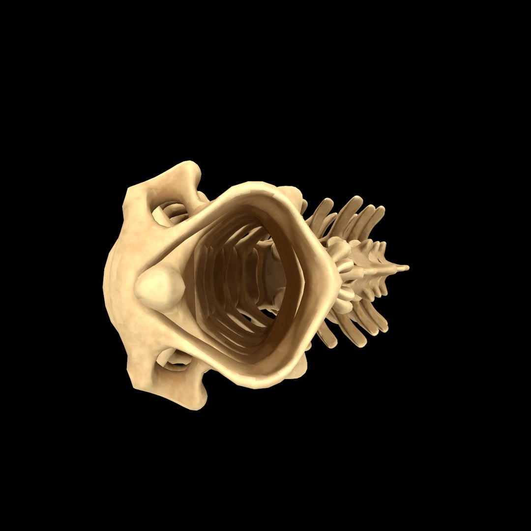 spine anatomy skull spinal column model https://p.turbosquid.com/ts-thumb/st/3ZWBIG/U2lKP9bG/225/png/1555518650/1920x1080/fit_q87/886e85f2cee93c5d56333d7a8179f06d4f8ed498/225.jpg