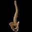 spine anatomy skull spinal column model