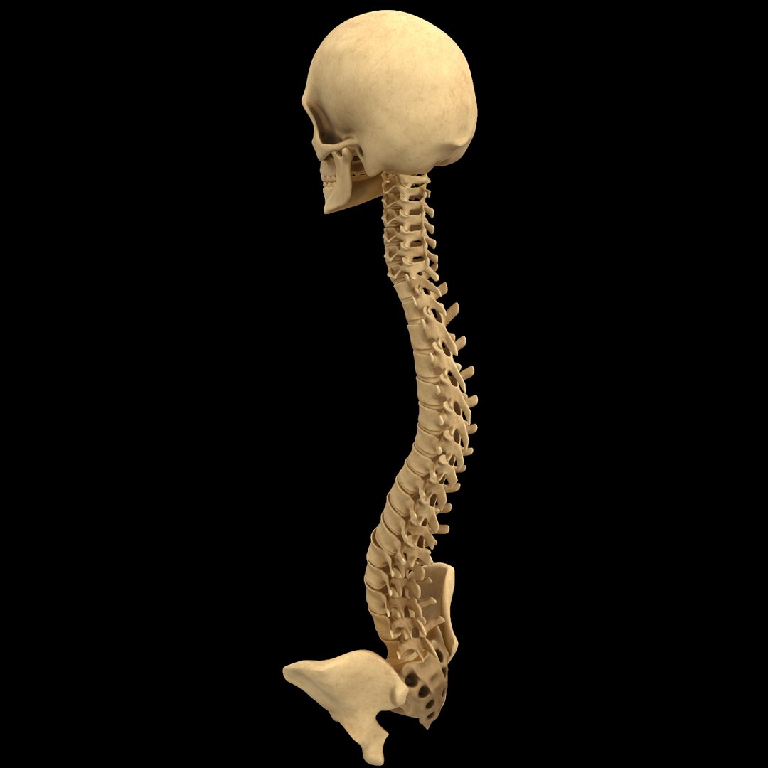 spine anatomy skull spinal column model https://p.turbosquid.com/ts-thumb/st/3ZWBIG/XhPnxQz4/14/png/1555518649/1920x1080/fit_q87/fc603f4b3202013c4cf170cfb66133d766ea929e/14.jpg