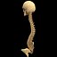 spine anatomy skull spinal column model