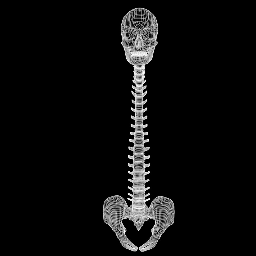 spine anatomy skull spinal column model https://p.turbosquid.com/ts-thumb/st/3ZWBIG/XmCjfE4Z/22/png/1555519246/1920x1080/fit_q87/5e06a72e6d241dbee670048c47bb68d4765a5eba/22.jpg