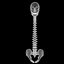 spine anatomy skull spinal column model