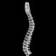 spine anatomy skull spinal column model