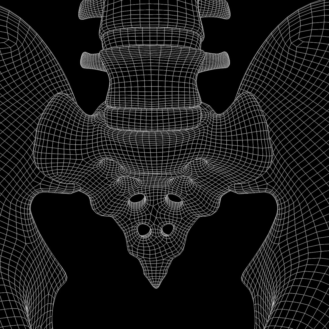 spine anatomy skull spinal column model https://p.turbosquid.com/ts-thumb/st/3ZWBIG/dt1pYxKV/233/png/1555518650/1920x1080/fit_q87/eab9ac75a545e9e577fcac595d7021b71246363b/233.jpg
