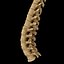 spine anatomy skull spinal column model