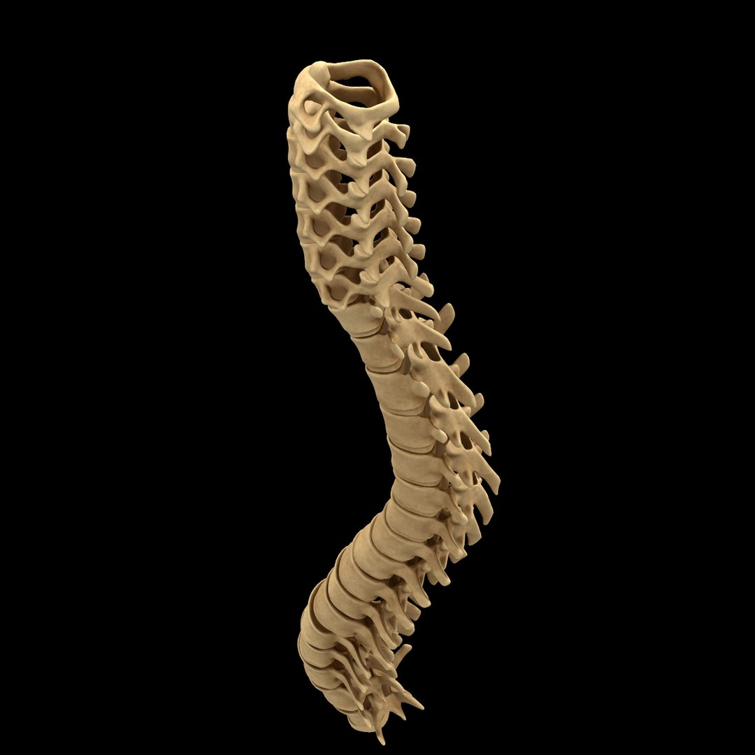 spine anatomy skull spinal column model https://p.turbosquid.com/ts-thumb/st/3ZWBIG/gdqVozE3/224/png/1555518650/1920x1080/fit_q87/631117fdb8bf790e1915464b61d726b5634eebb5/224.jpg