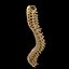 spine anatomy skull spinal column model