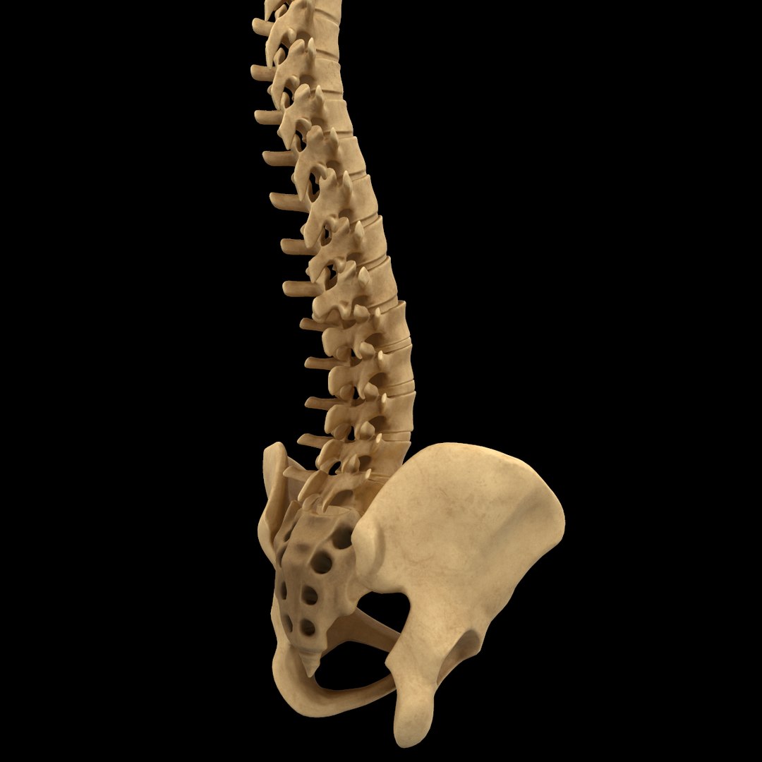 spine anatomy skull spinal column model https://p.turbosquid.com/ts-thumb/st/3ZWBIG/h6d7r5Ht/24/png/1555518649/1920x1080/fit_q87/af09944bdcb7eb96fc0dd7a071999e1a7c2f9c0a/24.jpg