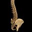 spine anatomy skull spinal column model