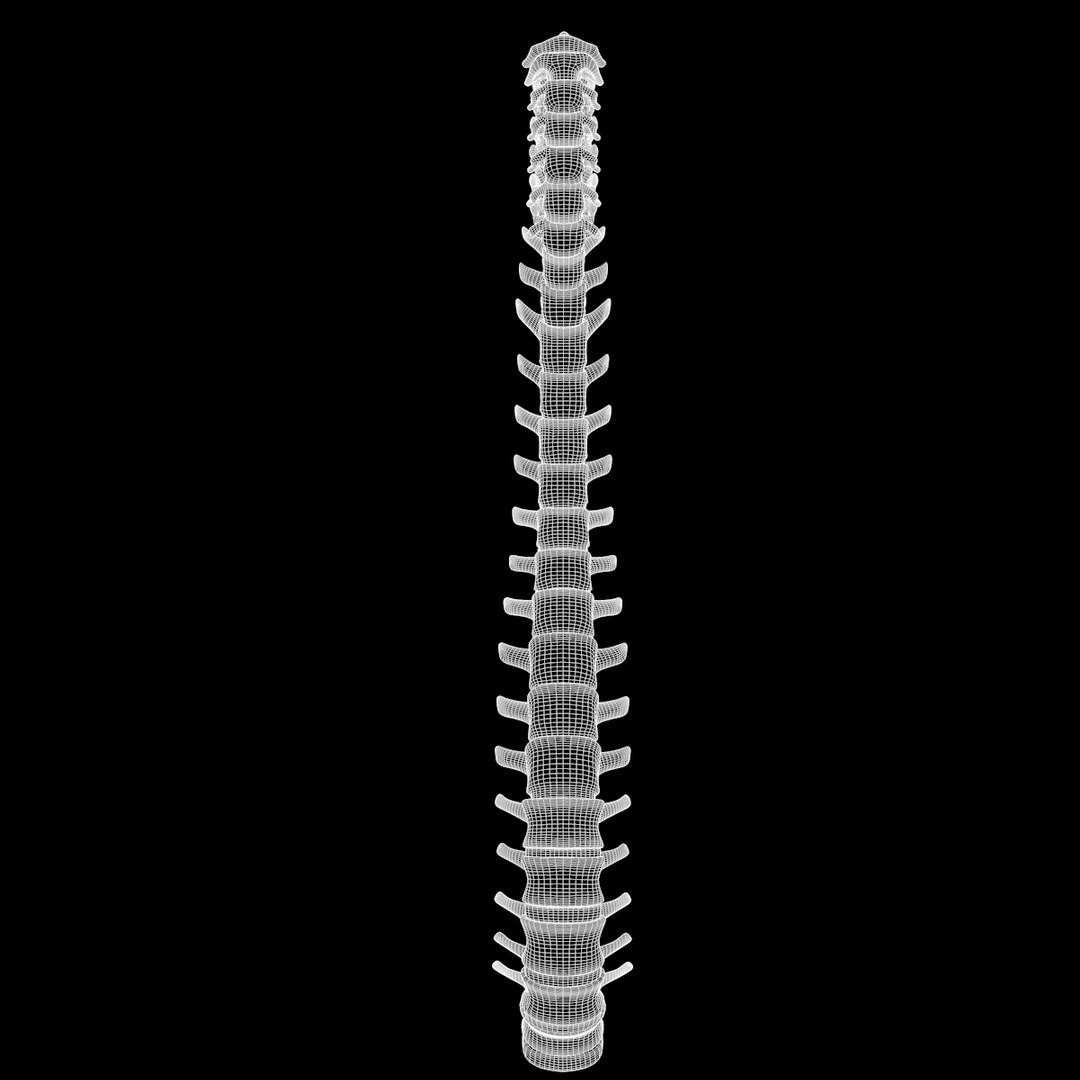 spine anatomy skull spinal column model https://p.turbosquid.com/ts-thumb/st/3ZWBIG/hfY3oVx8/228/png/1555518650/1920x1080/fit_q87/51c3fc8ba888ef9336fc6ef8ecd06703582616ed/228.jpg