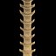spine anatomy skull spinal column model