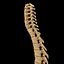 spine anatomy skull spinal column model