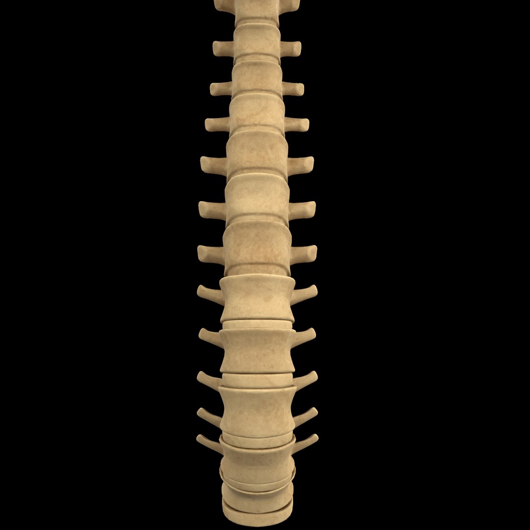 spine anatomy skull spinal column model https://p.turbosquid.com/ts-thumb/st/3ZWBIG/jjzlqUzE/219/png/1555518650/1920x1080/fit_q87/8695f3c09e1705a355021470acf8093d90a78b60/219.jpg