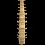 spine anatomy skull spinal column model