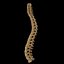 spine anatomy skull spinal column model
