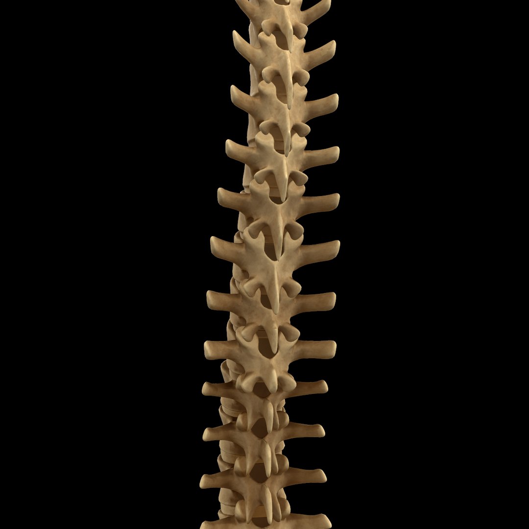 spine anatomy skull spinal column model https://p.turbosquid.com/ts-thumb/st/3ZWBIG/nD5qwTxo/221/png/1555518650/1920x1080/fit_q87/6a064506851fcb55ce34f5f94a89de75294d2aea/221.jpg