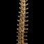 spine anatomy skull spinal column model