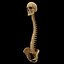 spine anatomy skull spinal column model