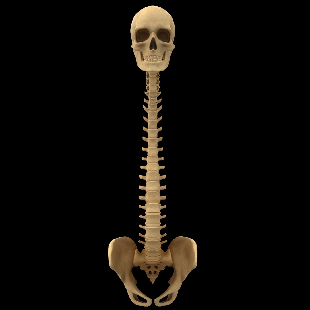 spine anatomy skull spinal column model https://p.turbosquid.com/ts-thumb/st/3ZWBIG/q5dsREgX/112/png/1555518649/1920x1080/fit_q87/c81b0db082c9a33e832661111392a6ca22b9f16e/112.jpg