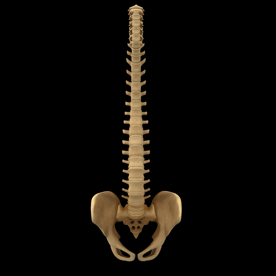 spine anatomy skull spinal column model https://p.turbosquid.com/ts-thumb/st/3ZWBIG/r28iIFmG/1/png/1555518759/1920x1080/turn_fit_q99/2f63f8d72df910a2d74ab2ee251144fc88f2a0ad/1-1.jpg