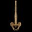 spine anatomy skull spinal column model