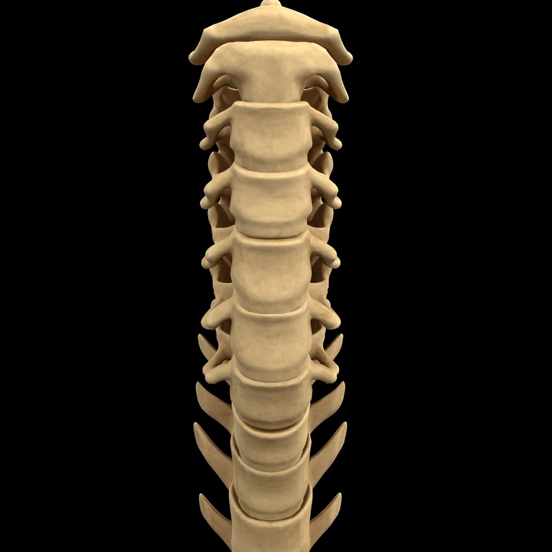 spine anatomy skull spinal column model https://p.turbosquid.com/ts-thumb/st/3ZWBIG/rXr0NDbr/217/png/1555518650/1920x1080/fit_q87/d9fe8ecfde4fe4b7e9a75b766446efbcb17cc6c7/217.jpg
