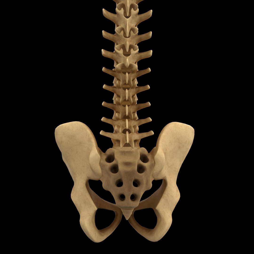 spine anatomy skull spinal column model https://p.turbosquid.com/ts-thumb/st/3ZWBIG/sl94d68U/210/png/1555518650/1920x1080/fit_q87/217786eafeeb00db5adeb8126e4d68a2a092e6e0/210.jpg