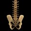spine anatomy skull spinal column model