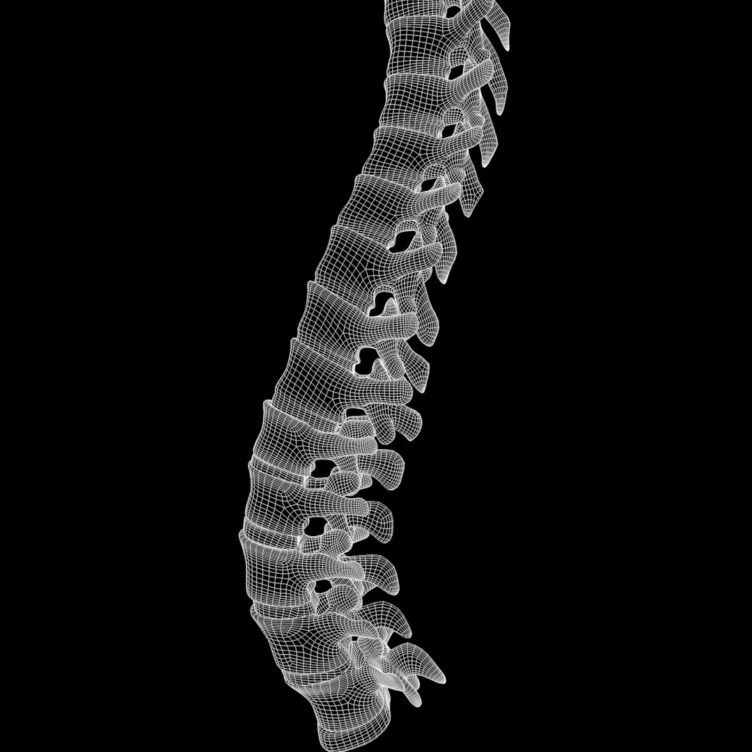 spine anatomy skull spinal column model https://p.turbosquid.com/ts-thumb/st/3ZWBIG/uQXEYuXb/230/png/1555518650/1920x1080/fit_q87/ca37a6e2d154a2f771b5fac400fad9f53c8c2e6f/230.jpg