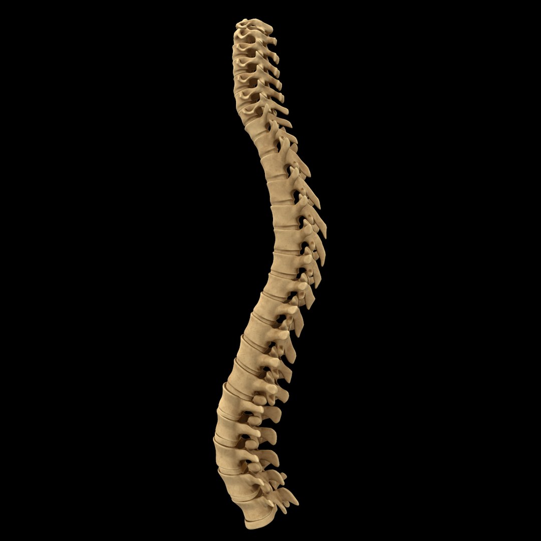 spine anatomy skull spinal column model https://p.turbosquid.com/ts-thumb/st/3ZWBIG/ujJJ7ZEi/213/png/1555518650/1920x1080/fit_q87/f08c941edab3fc865dc9fa45943dce2653f7da88/213.jpg