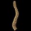 spine anatomy skull spinal column model