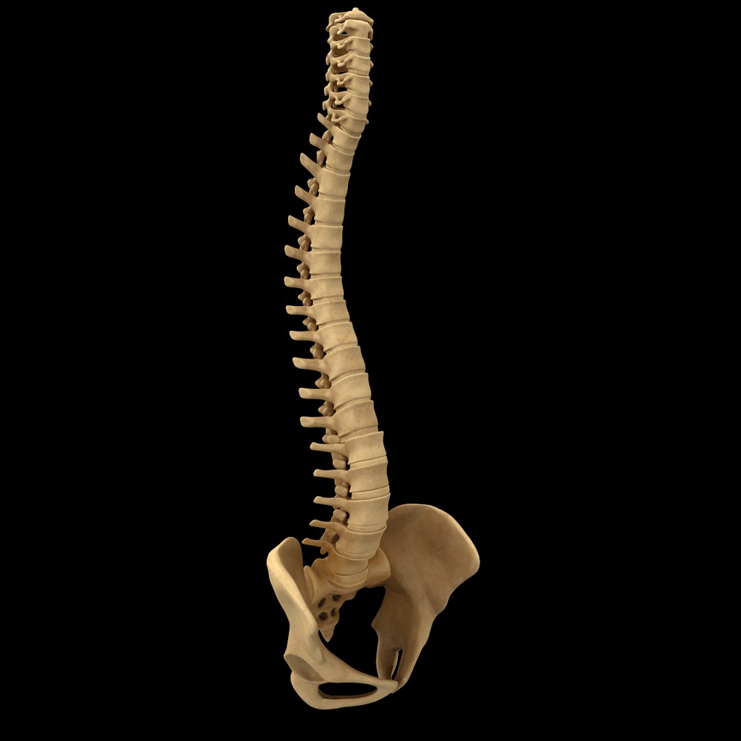 spine anatomy skull spinal column model https://p.turbosquid.com/ts-thumb/st/3ZWBIG/vfuAUhMD/26/png/1555518649/1920x1080/fit_q87/2a637cbac941dd7473786aafaeb5d5491c360e14/26.jpg