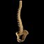 spine anatomy skull spinal column model