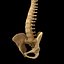 spine anatomy skull spinal column model